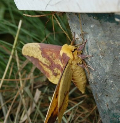 Imperial Moth--side view