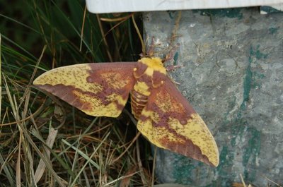 Imperial Moth, Top view