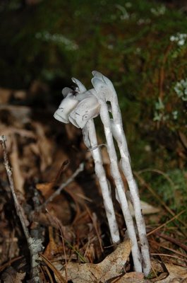 Indian pipe in Seneca State Forest, West Virginia