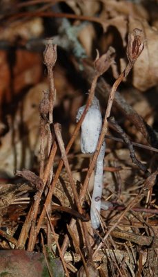 Indian pipe seed capsules, with new flower stalk emerging from ground