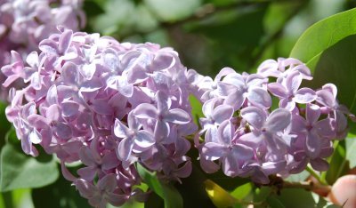 Lilac inflorescences