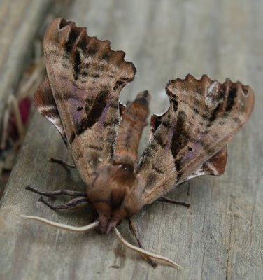 Droop Mountain sphinx moth, front view
