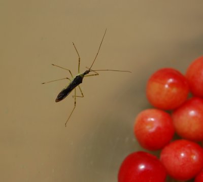 Zelus exsanguinus in a bowl of cherries