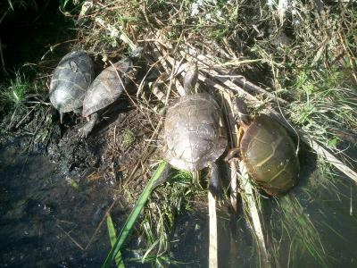 Turtles sunning in a wetland