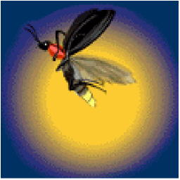 picture of a firefly for bugtong-filipinosongsatbp.blogspot.com