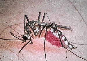 picture of a mosquito for bugtong-filipinosongsatbp.blogspot.com
