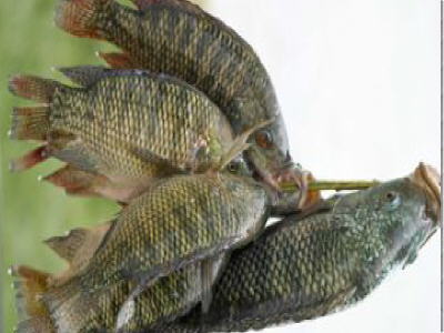 picture of tilapia