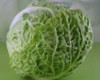 Savoy Cabbage