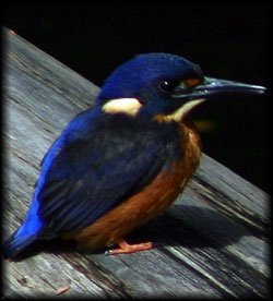 Azure kingfisher  Alcedo azurea