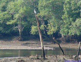Grey Heron perch on dead mangrove trunk)