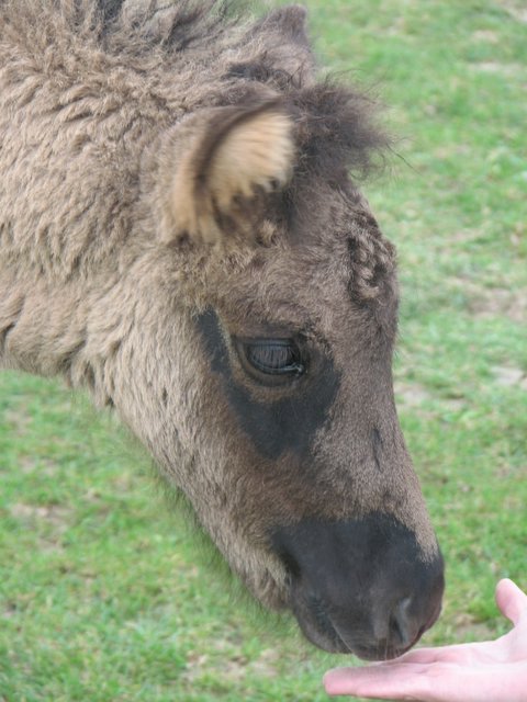 IJslandse paarden