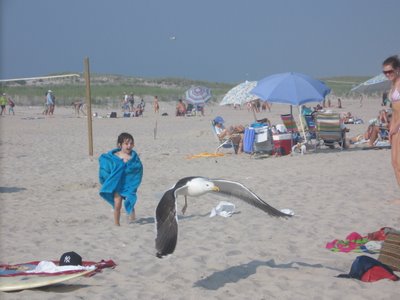Chasing seagulls at Ponquogue Beach, Hampton Bays, July 3rd