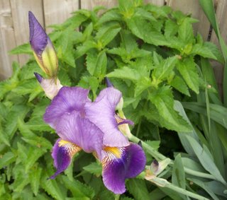 Click for a bigger view of Dave's gorgeous Iris