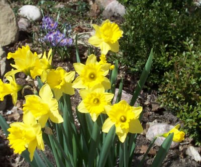 Pam's Blooming Daffodils