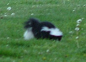 Ms. Skunkie tearing up the lawn on a fine June evening, Spring, 2005
