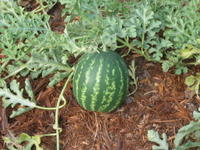 Mini Melon