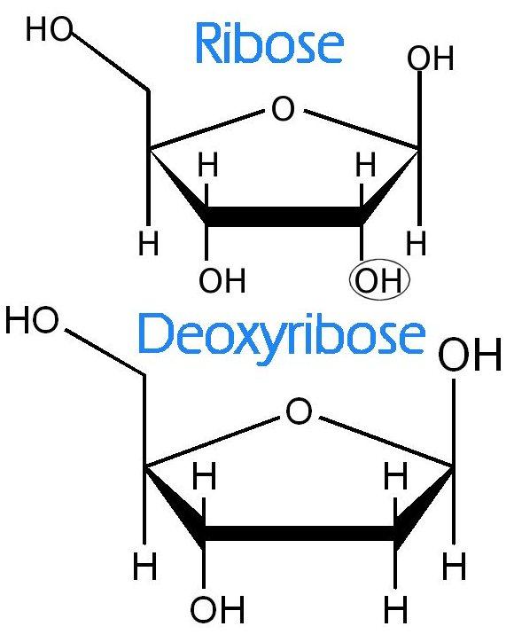 Рибоза 2 дезоксирибоза. Рибоза. Deoxyribose. D рибоза. Рибоза и дезоксирибоза.