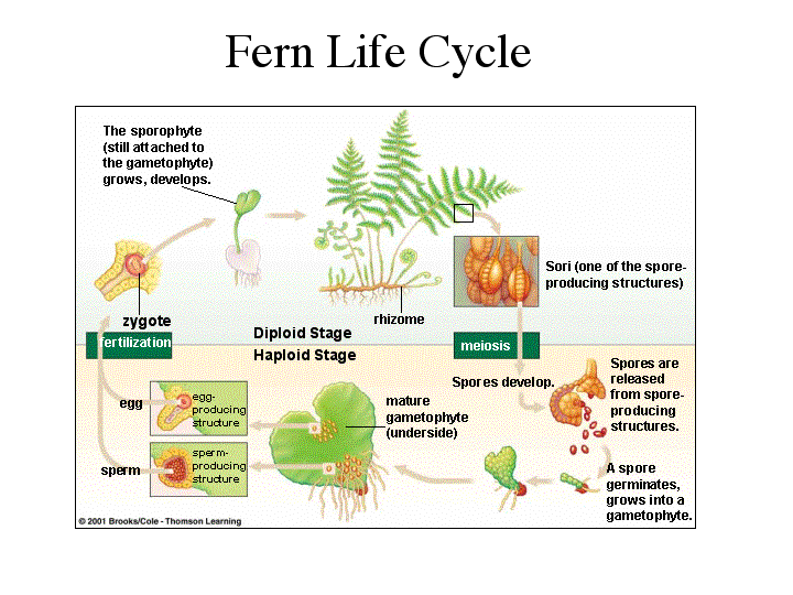 Ferns and Domes