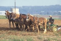 Mennonite farming