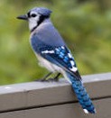 Click for more information about Blue Jay species of birds