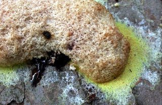 Apparently this is a 'dog vomit slime mold,' but that seemed somehow appropriate.