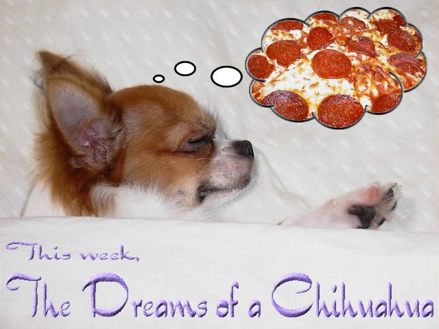 From TigerSan's PhotoBlog: This week, the dreams of a Chihuahua