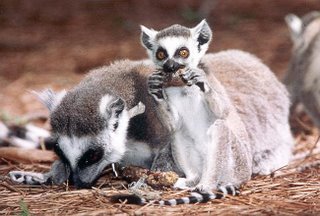 ringtailed lemurs eating