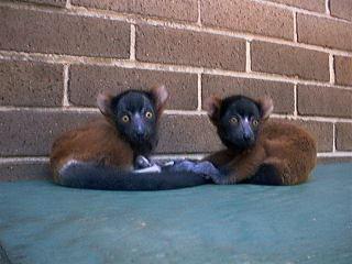 ruffed lemur twins