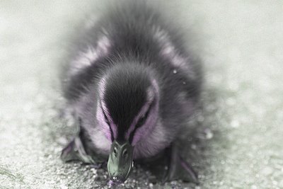 Duckling dreaming