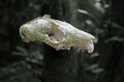Possum skull