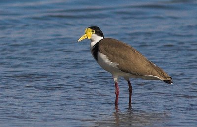 Spur winged plover