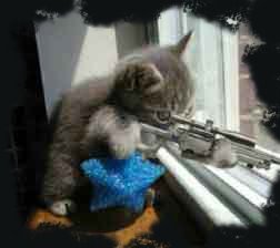 Gato con pistola