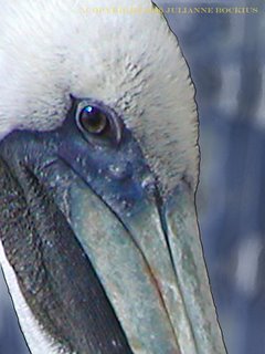Mature Brown Pelican