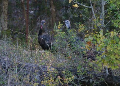 Wild turkeys on the Bamberger Ranch. ©2006 Chris W. Johnson.