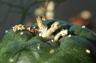 Dry Lophophora williamsii fruit