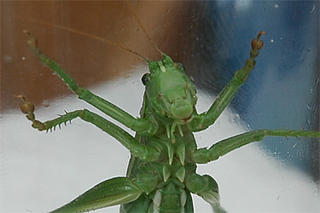 Captured great green bush-cricket