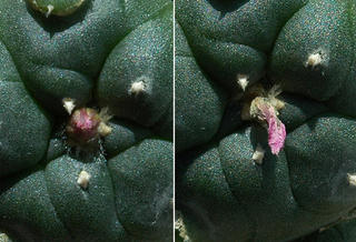 Flowering Lophophora williamsii v. jourdaniana (before and after)