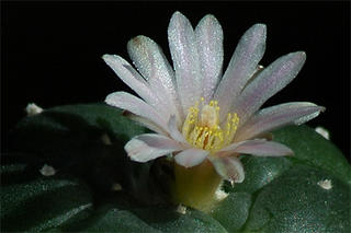 Flowering Lophophora williamsii