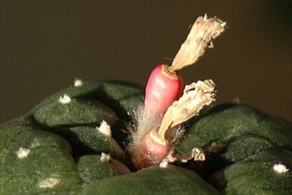 Fruiting Lophophora williamsii