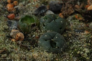 Maimed Lophophora williamsii (SB 854; Starr Co, Texas)