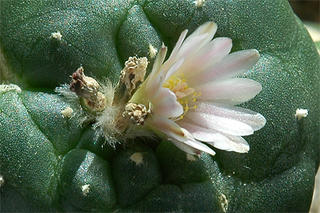 Lophophora williamsii flower