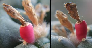Lophophora williamsii fruit – close-ups