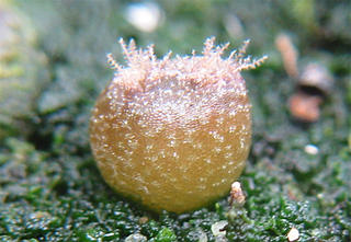 Lophophora williamsii seedling with a crest meristem?<br />