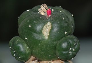 Lophophora williamsii with ripe fruit