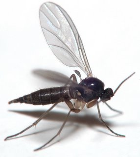 Sciarid fly (fungus gnat)