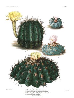 Britton and Rose, The Cactaceae, Volume III, Plate X