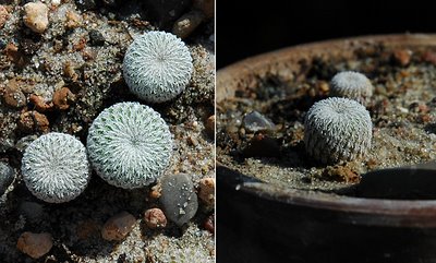 Epithelantha micromeris v. greggii and v. micromeris