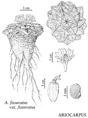 Ariocarpus fissuratus var. fissuratus drawing