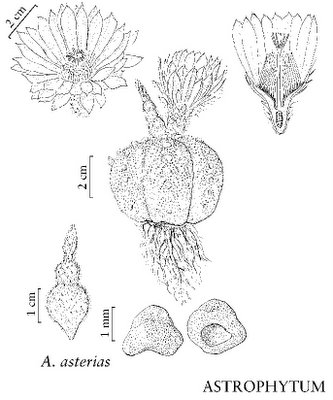 Astrophytum asterias drawing