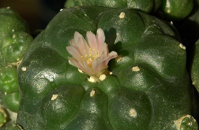 Lophophora williamsii var. caespitosa flower